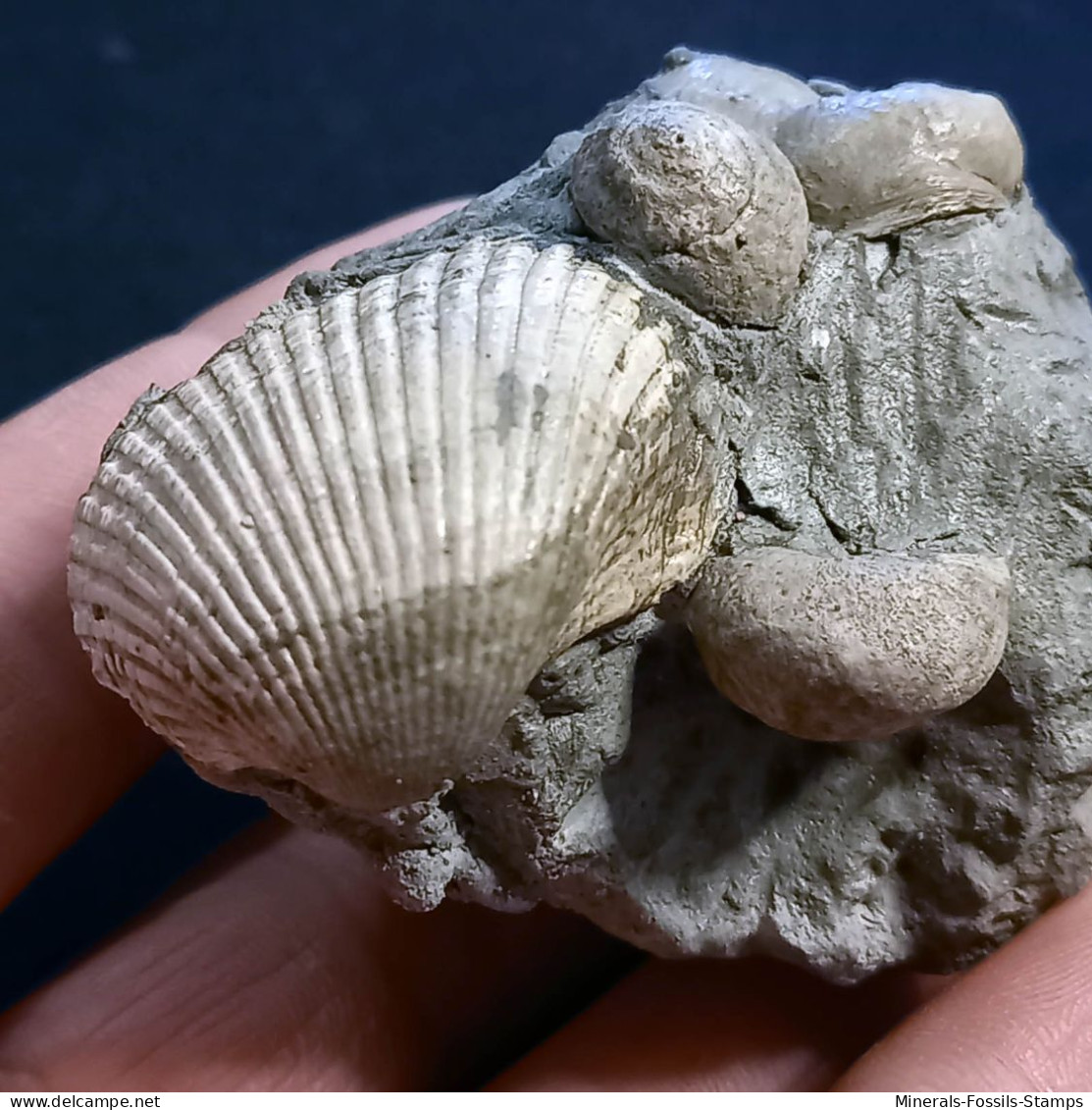 #SM18 ANADARA, GIBBULA, TEGULA Fossilen Auf Lehm, Pliozän (Italien) - Fossils