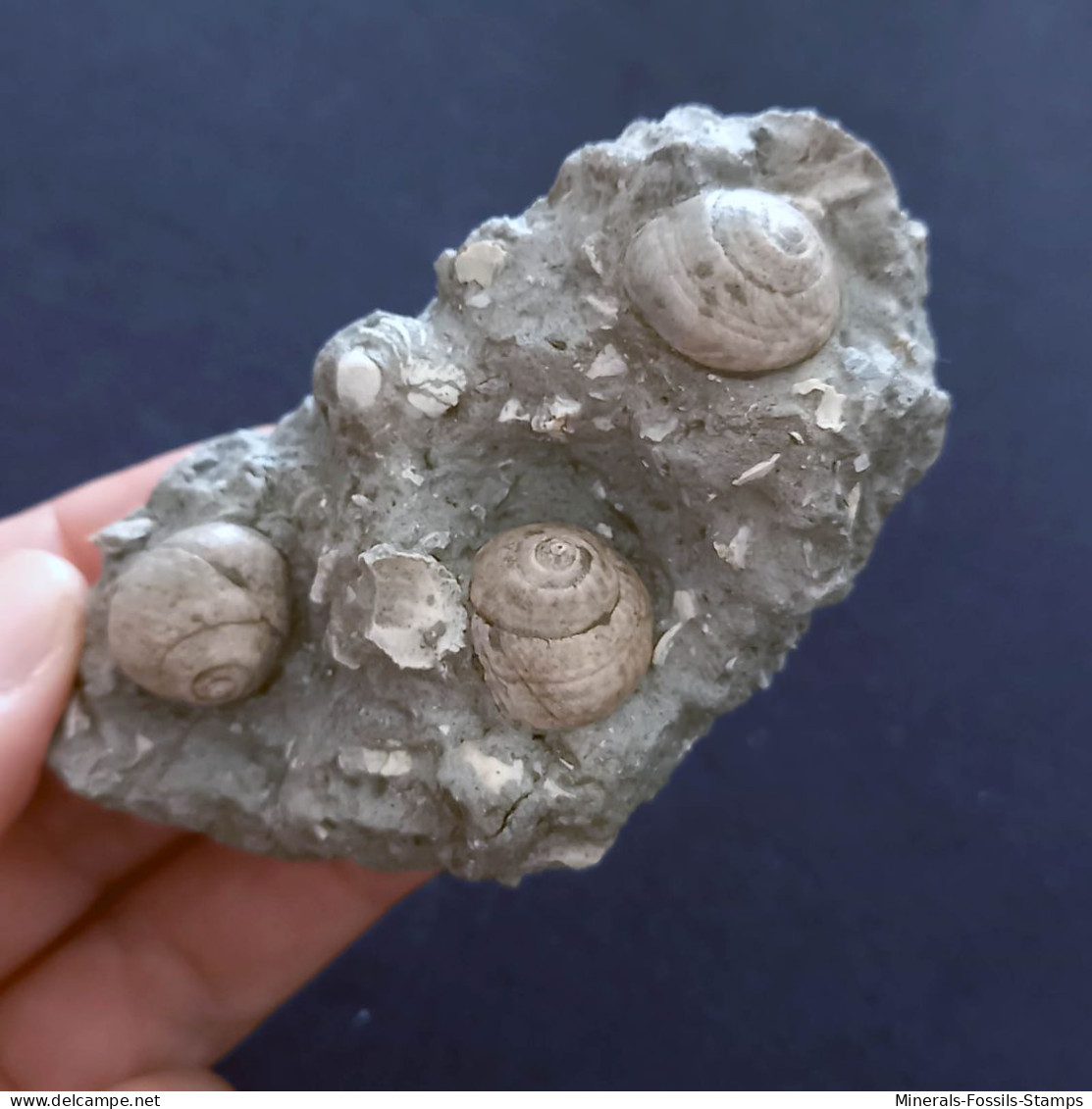 #SM26 - TEGULA LINDAE, GIBBULA POEPPIGI Fossile, Pliozän (Italien) - Fósiles