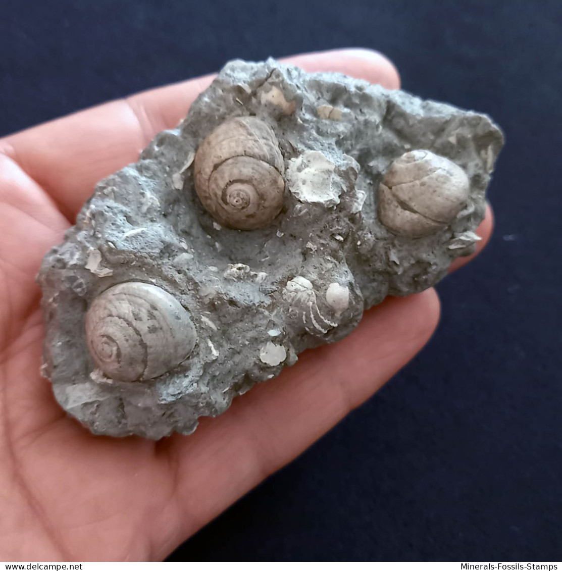 #SM26 - TEGULA LINDAE, GIBBULA POEPPIGI Fossile, Pliozän (Italien) - Fósiles