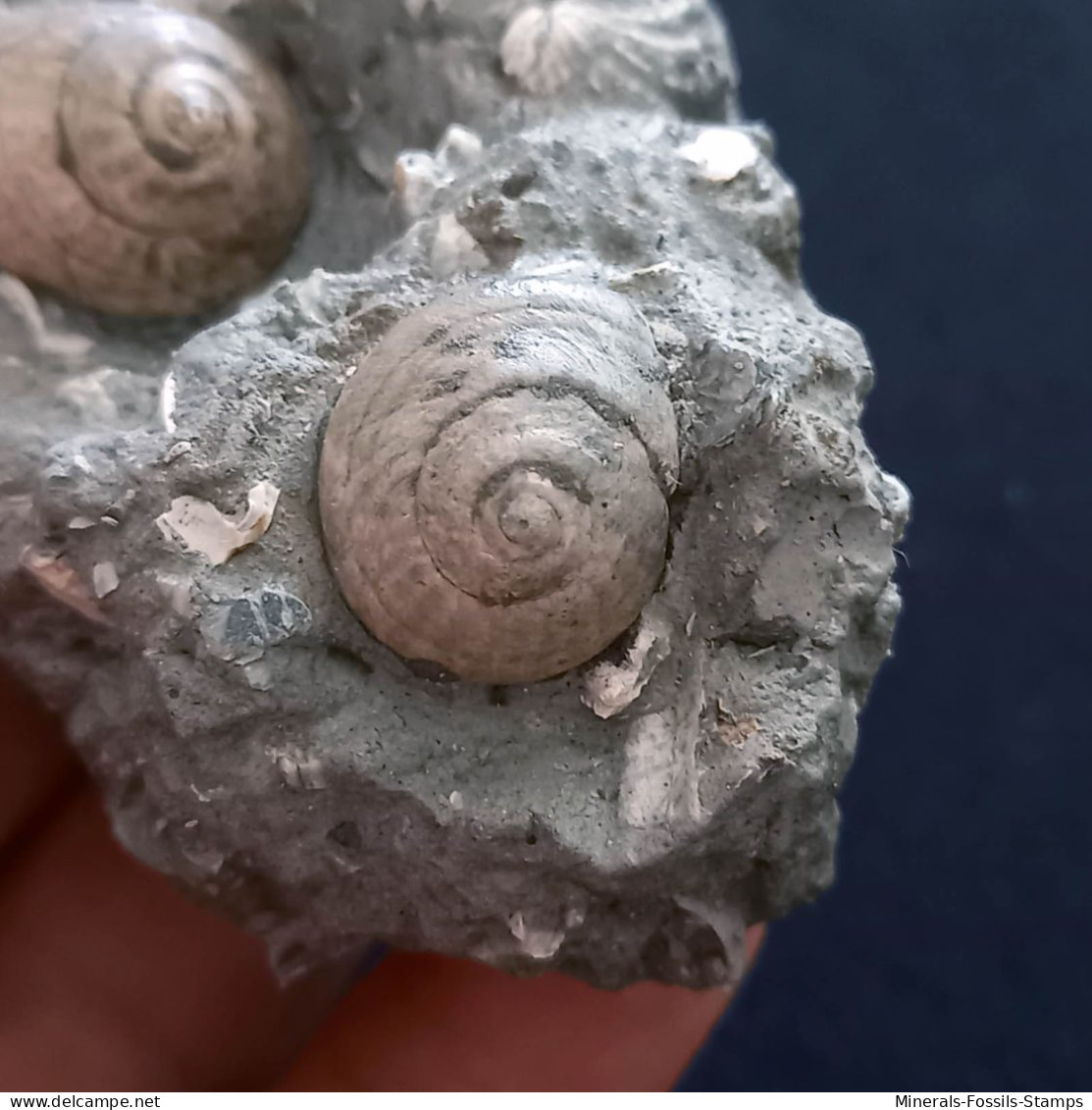 #SM26 - TEGULA LINDAE, GIBBULA POEPPIGI Fossile, Pliozän (Italien) - Fossiles