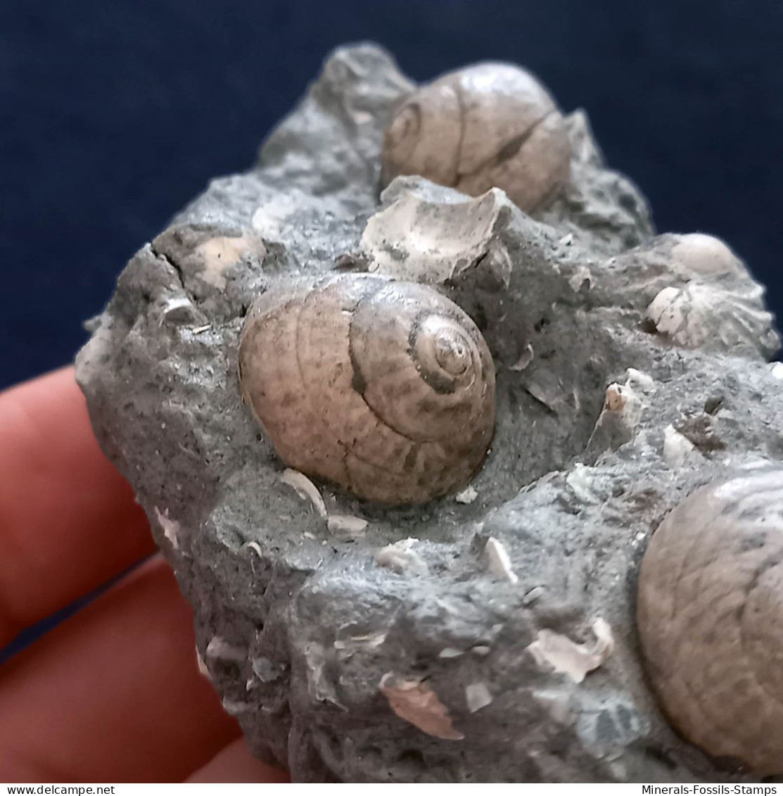 #SM26 - TEGULA LINDAE, GIBBULA POEPPIGI Fossile, Pliozän (Italien) - Fossiles