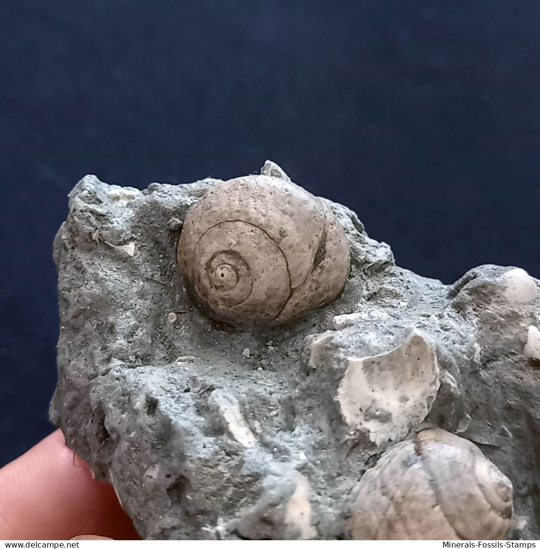 #SM26 - TEGULA LINDAE, GIBBULA POEPPIGI Fossile, Pliozän (Italien) - Fossiles