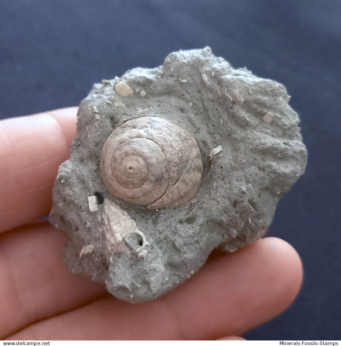 #SM30 GIBBULA BROCCHII Fossile, Pliozän (Italien) - Fossiles