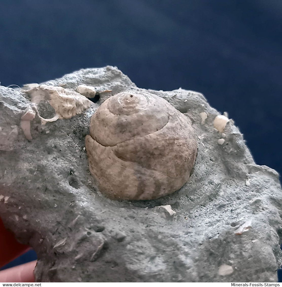 #SM30 GIBBULA BROCCHII Fossile, Pliozän (Italien) - Fossielen