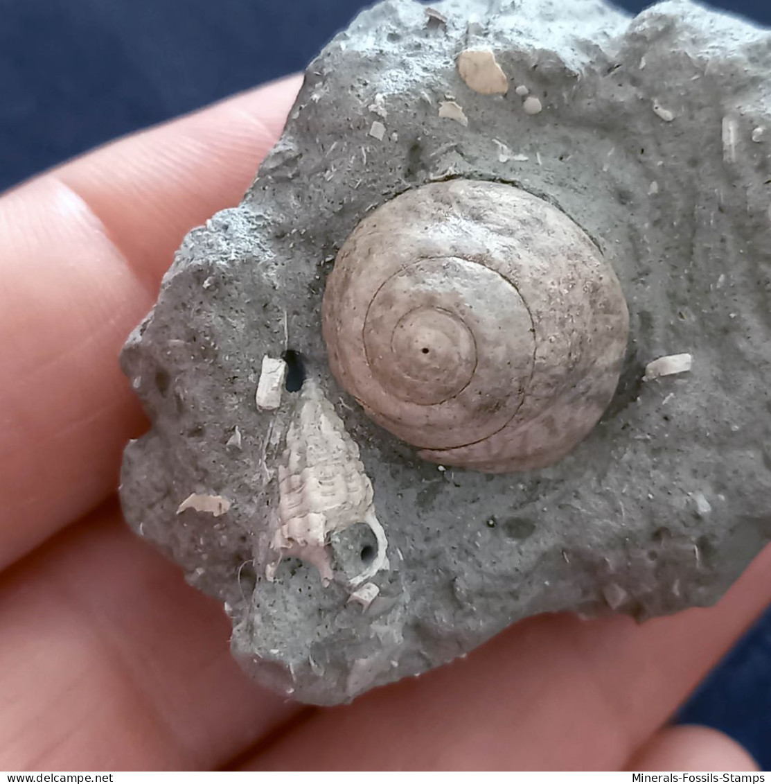 #SM30 GIBBULA BROCCHII Fossile, Pliozän (Italien) - Fossiles