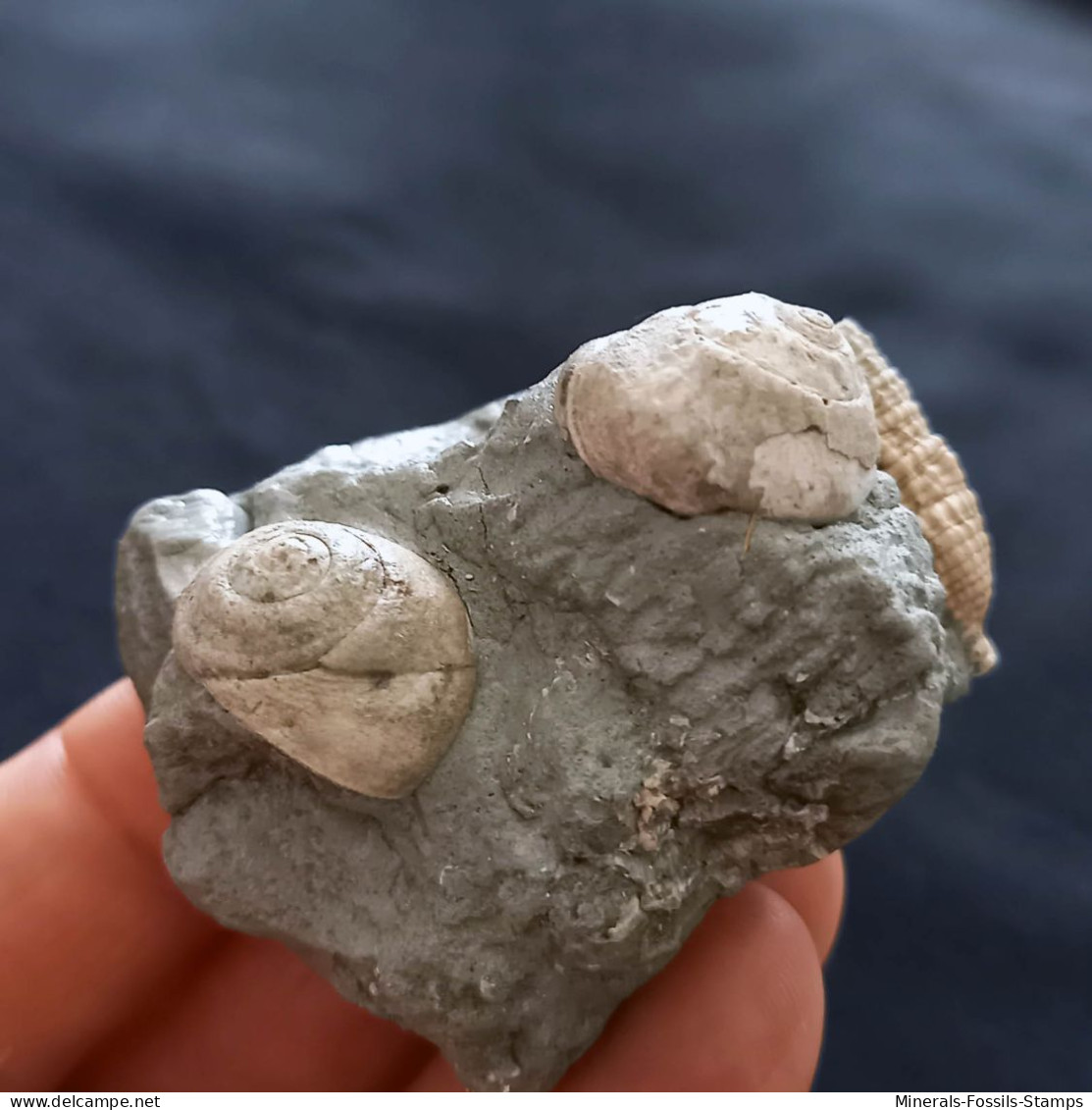 #SM31 GIBBULA, CERITHIUM Fossile, Pliozän (Italien) - Fossils