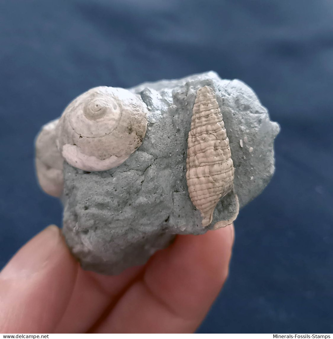 #SM31 GIBBULA, CERITHIUM Fossile, Pliozän (Italien) - Fossiles