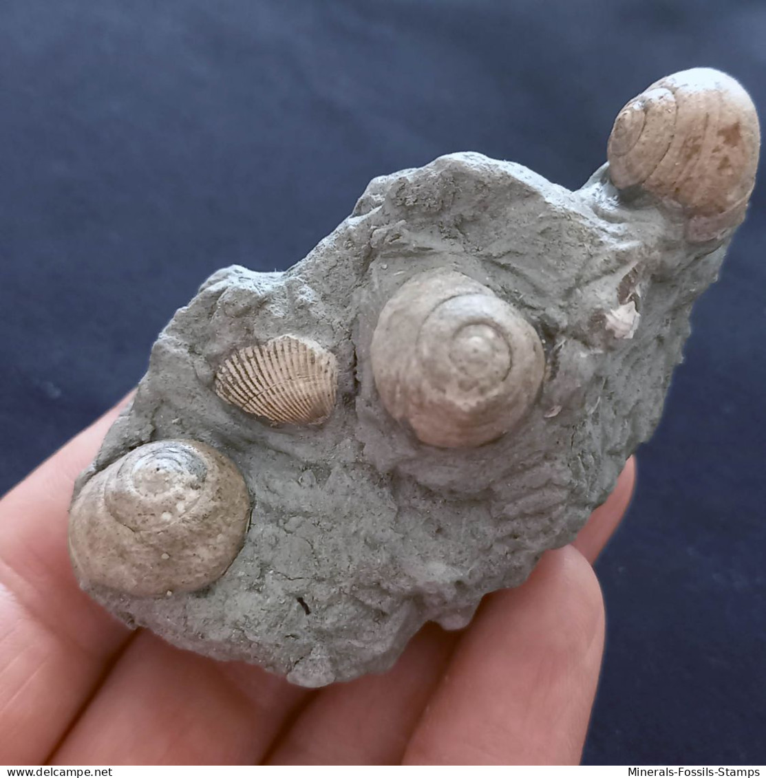 #SM33 GIBBULA, TEGULA Fossile, Pliozän (Italien) - Fossielen