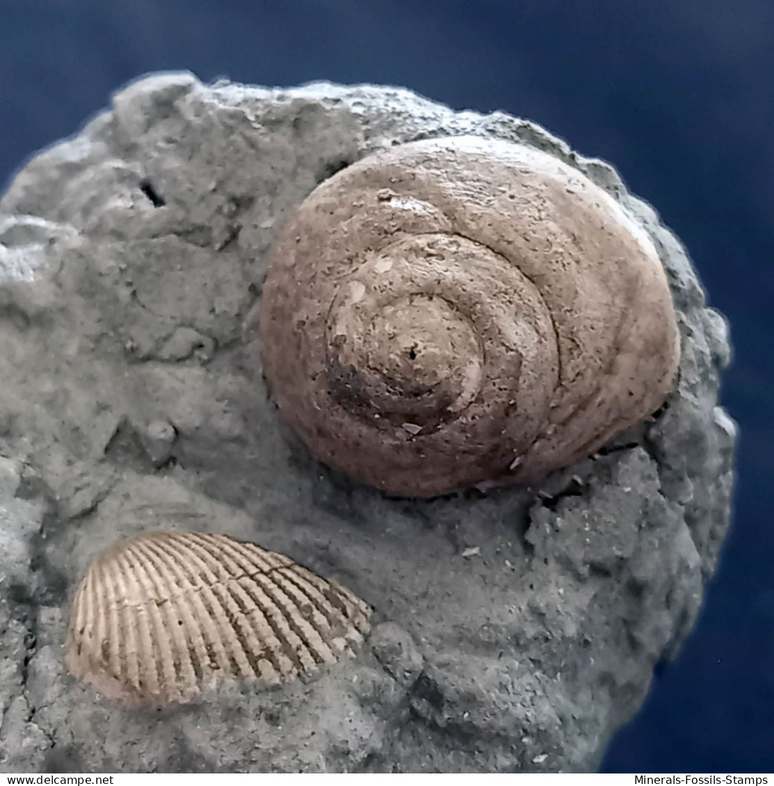 #SM33 GIBBULA, TEGULA Fossile, Pliozän (Italien) - Fossils