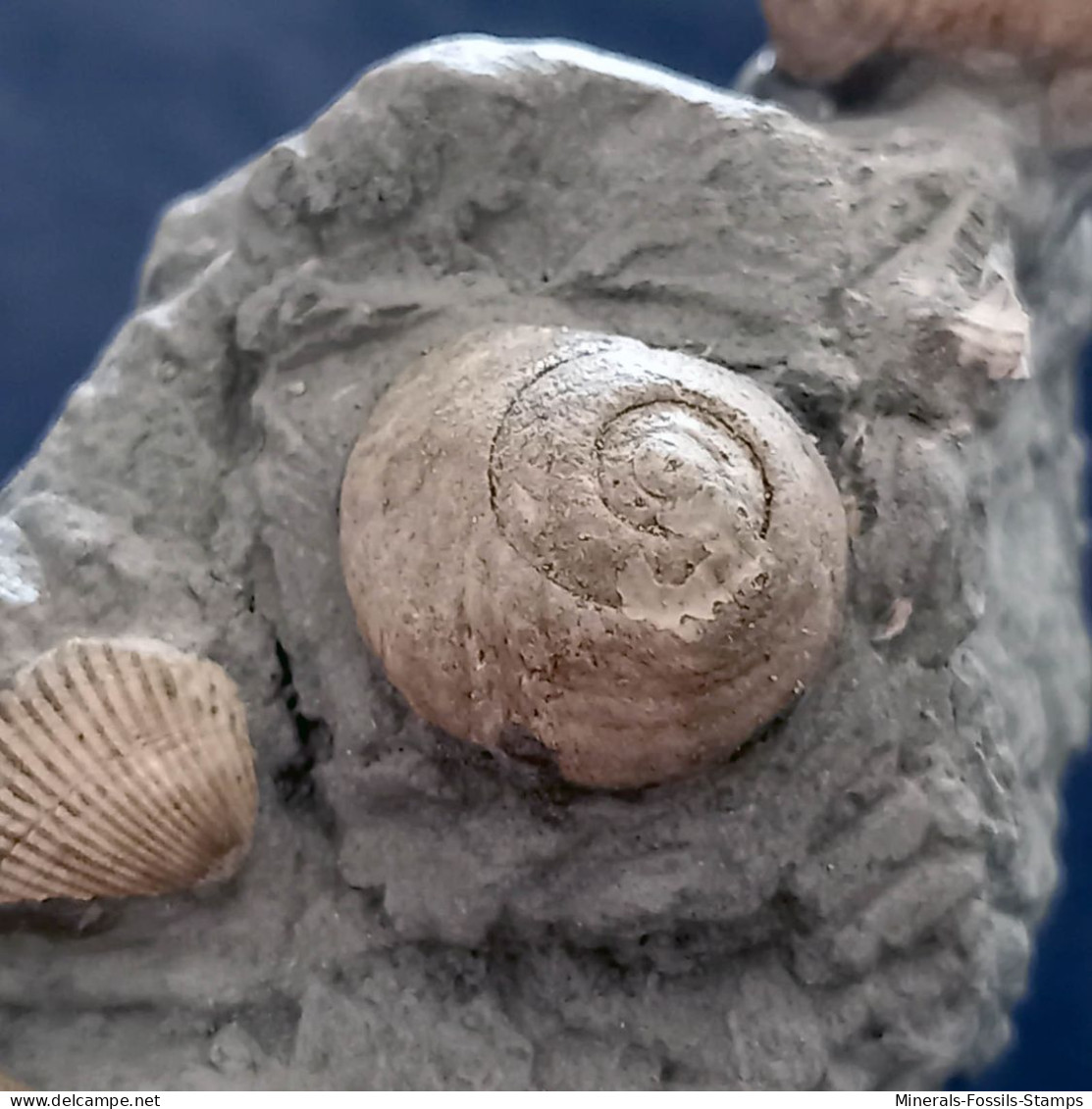 #SM33 GIBBULA, TEGULA Fossile, Pliozän (Italien) - Fossilien