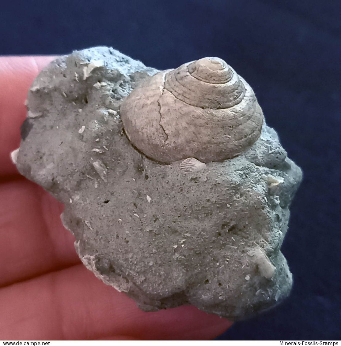 #SM37 GIBBULA RISSO Fossile, Pliozän (Italien) - Fossilien