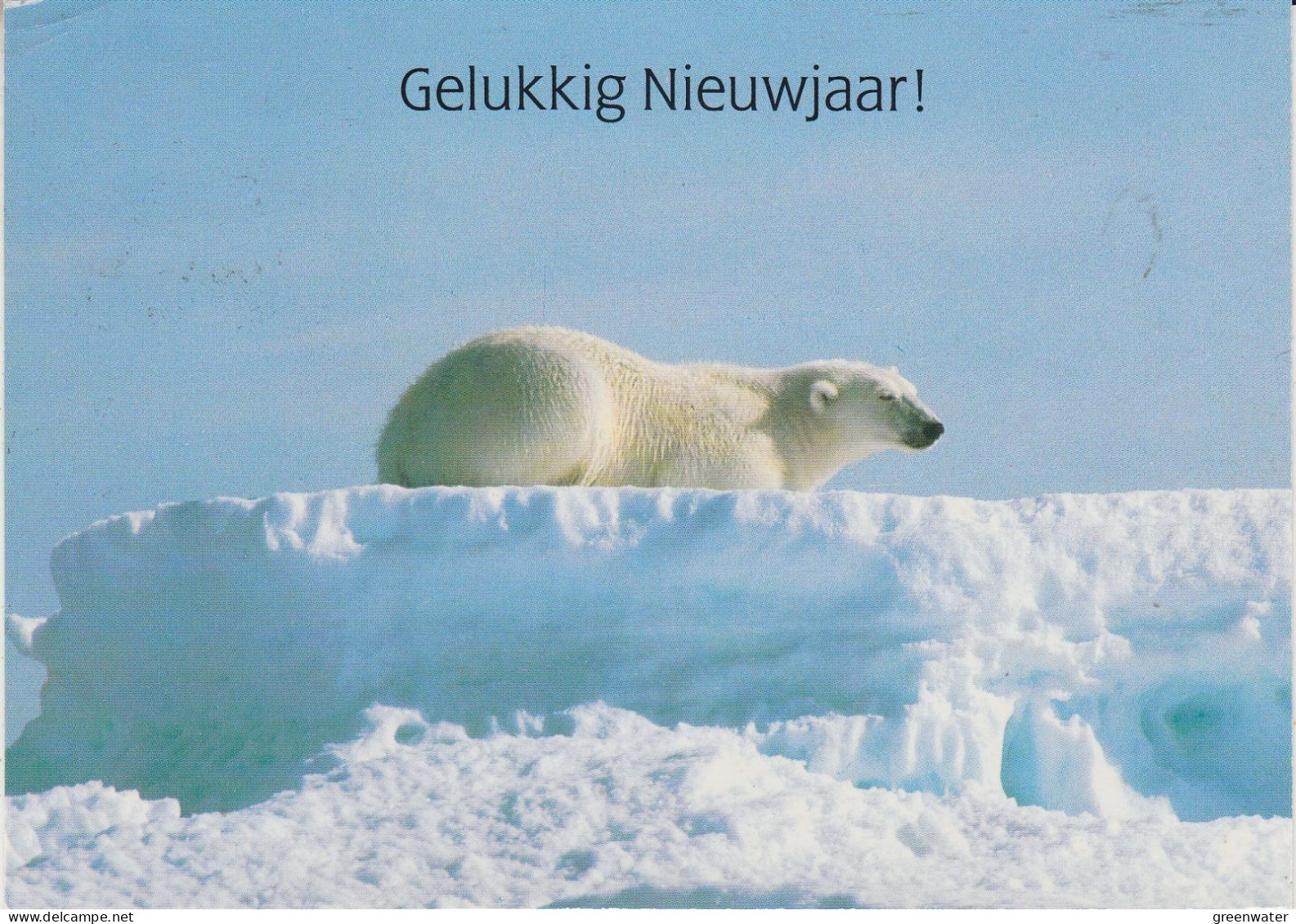 Greenland Station Kangerlussuaq Postcard Polar Bear  (KG193) - Estaciones Científicas Y Estaciones Del Ártico A La Deriva