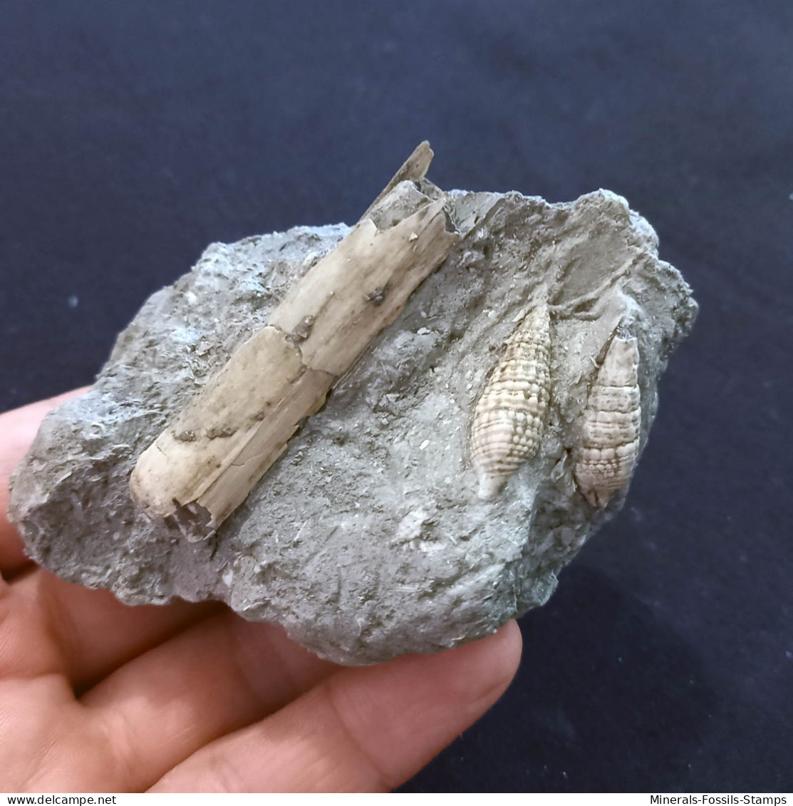 #SM41 SOLEN MARGINATUS, CERITHIUM Fossile, Pliozän (Italien) - Fossils