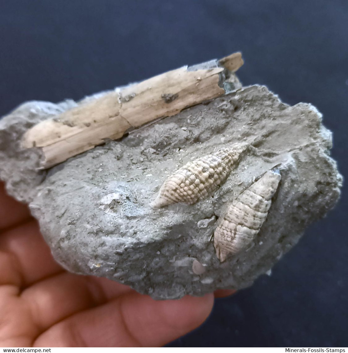 #SM41 SOLEN MARGINATUS, CERITHIUM Fossile, Pliozän (Italien) - Fossils