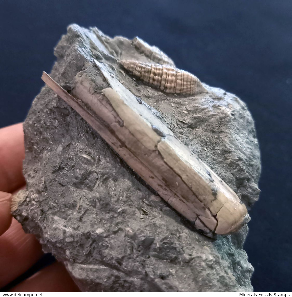 #SM41 SOLEN MARGINATUS, CERITHIUM Fossile, Pliozän (Italien) - Fossils