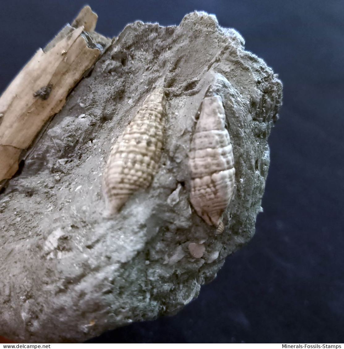 #SM41 SOLEN MARGINATUS, CERITHIUM Fossile, Pliozän (Italien) - Fossils