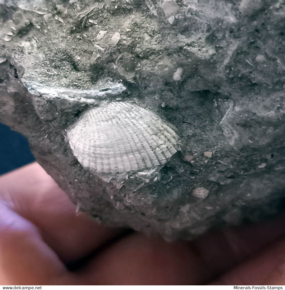 #SM41 SOLEN MARGINATUS, CERITHIUM Fossile, Pliozän (Italien) - Fossiles