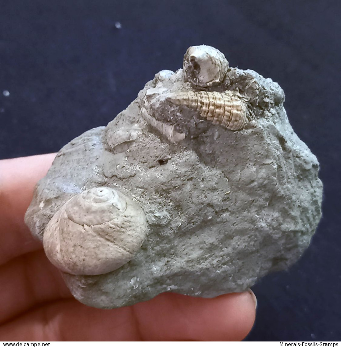 #SM42 GIBBULA POEPPIGI, CERITHIUM Fossile, Pliozän (Italien) - Fossiles