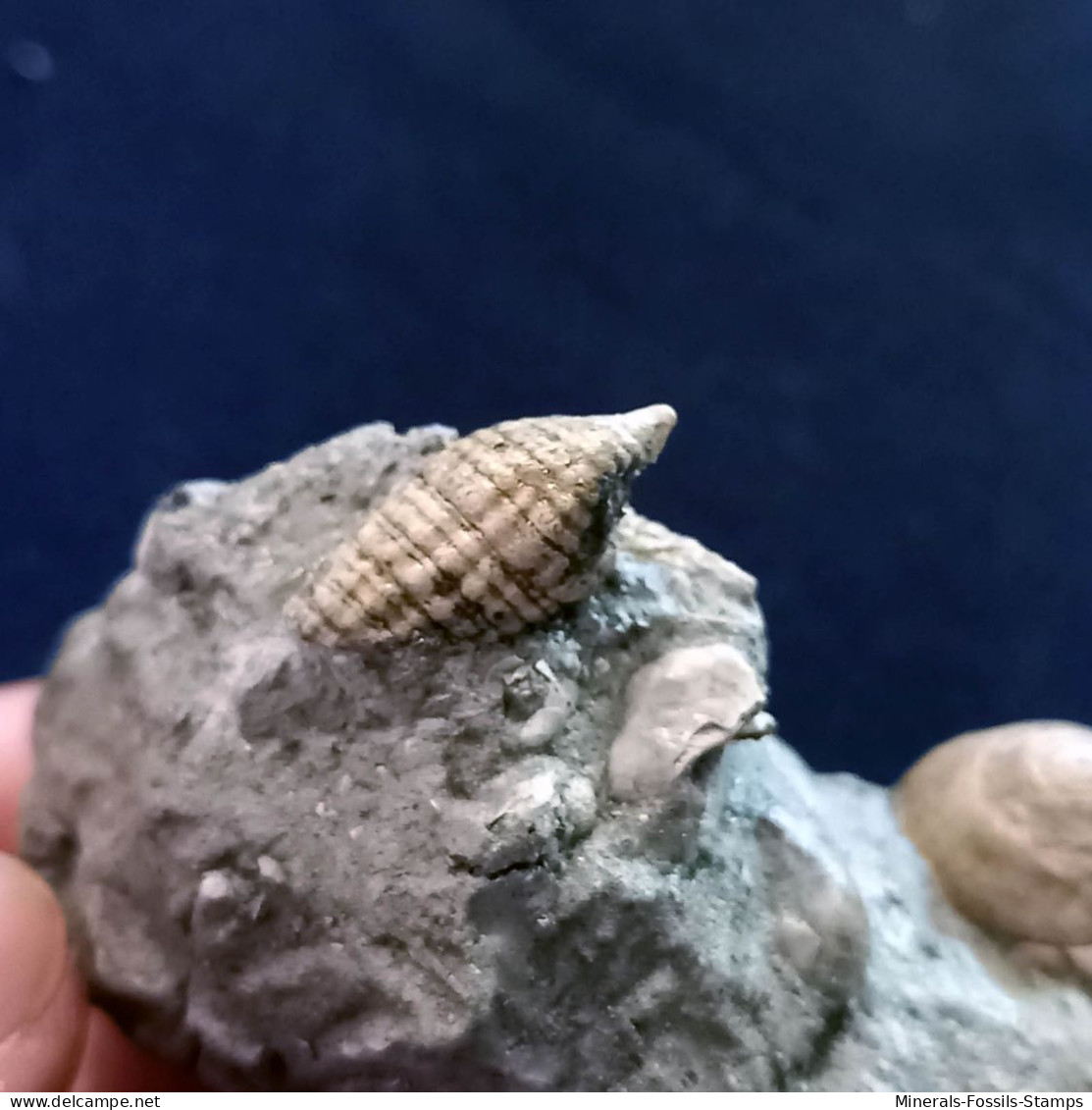 #SM42 GIBBULA POEPPIGI, CERITHIUM Fossile, Pliozän (Italien) - Fossils