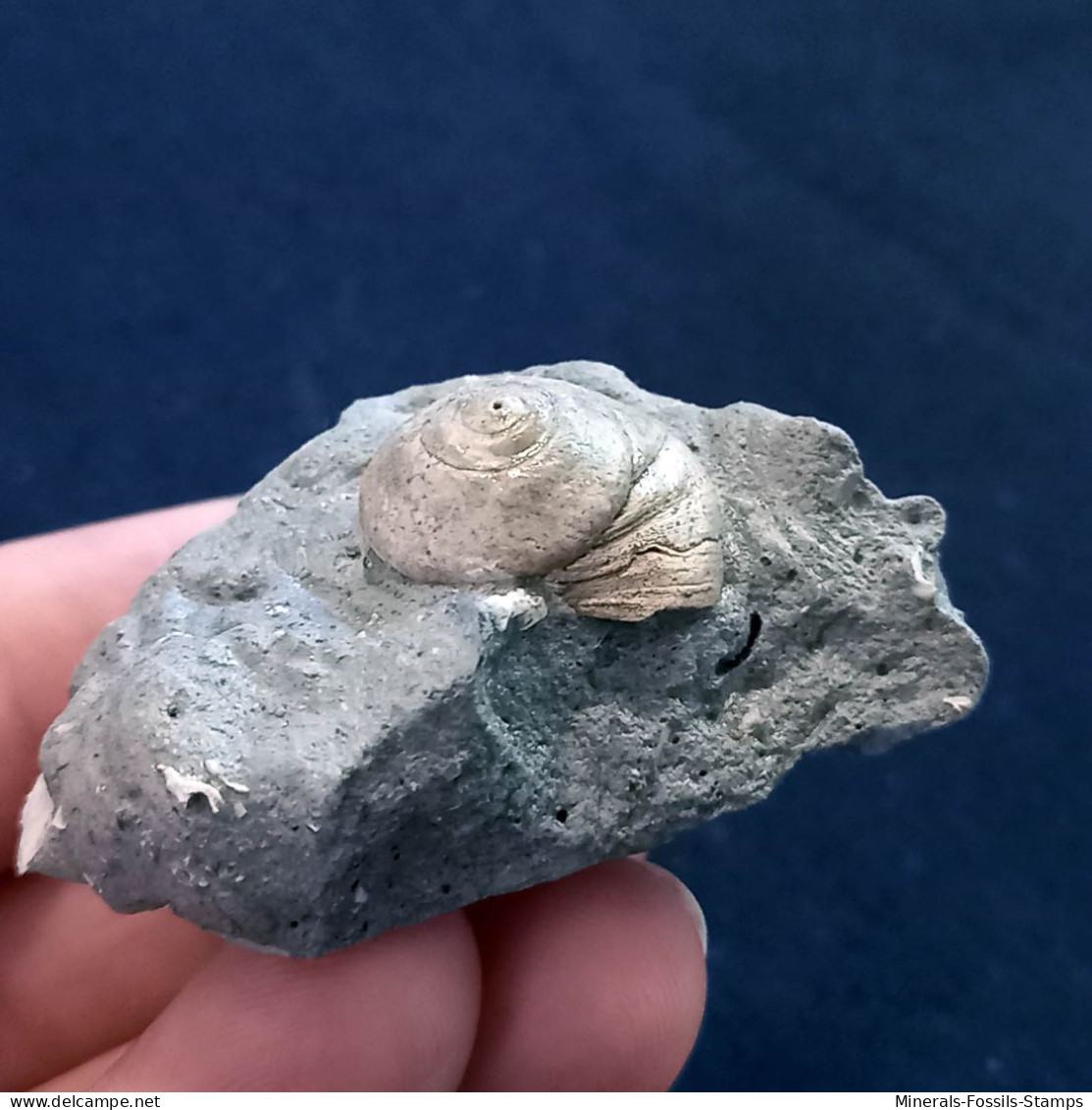 #SM43 TEGULA LINDAE Fossile, Pliozän (Italien) - Fossilien