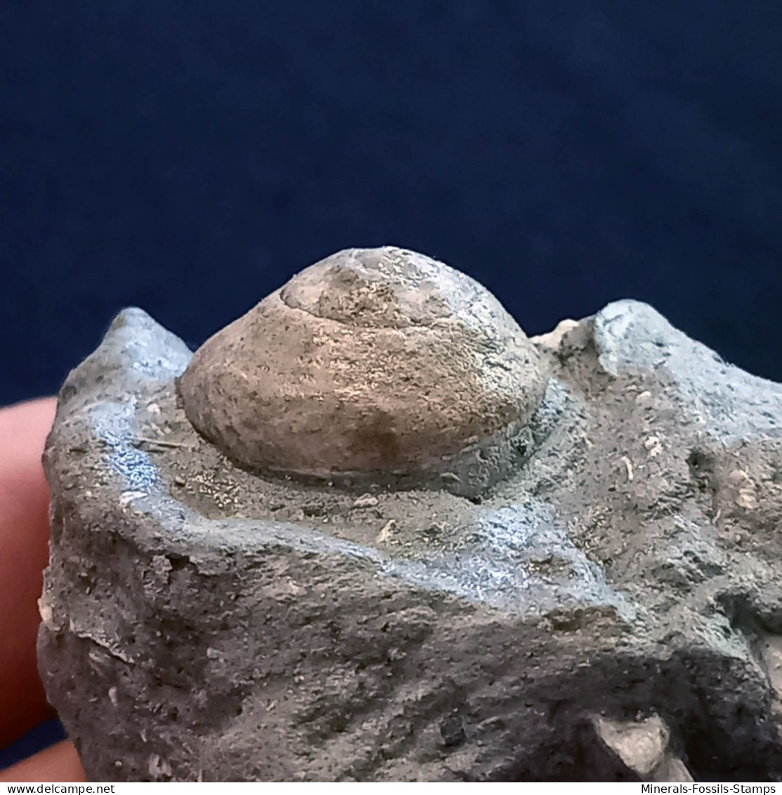 #SM43 TEGULA LINDAE Fossile, Pliozän (Italien) - Fossielen