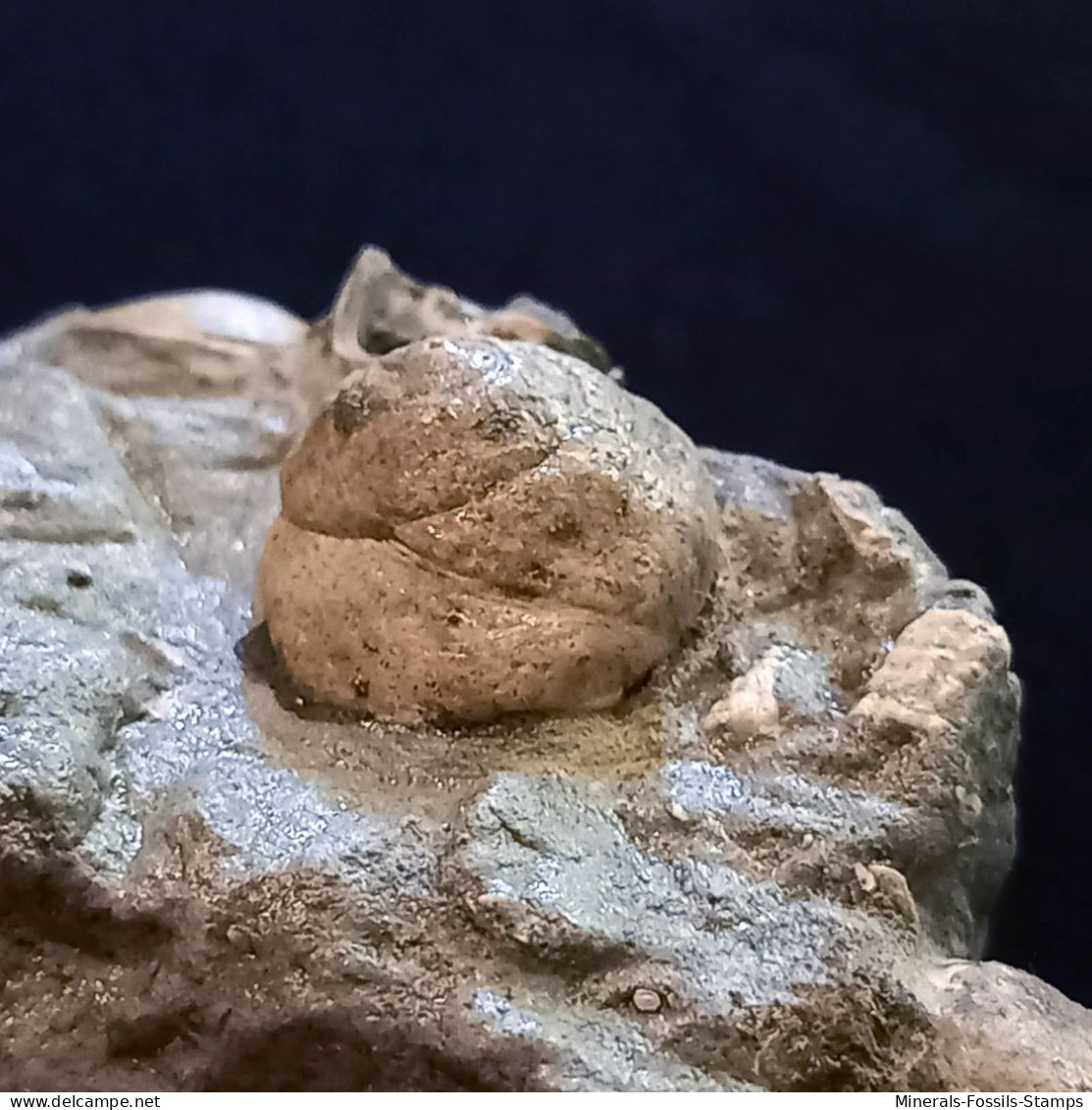 #SM45 GIBBULA, TEGULA Fossile, Pliocène (Italie) - Fossilien