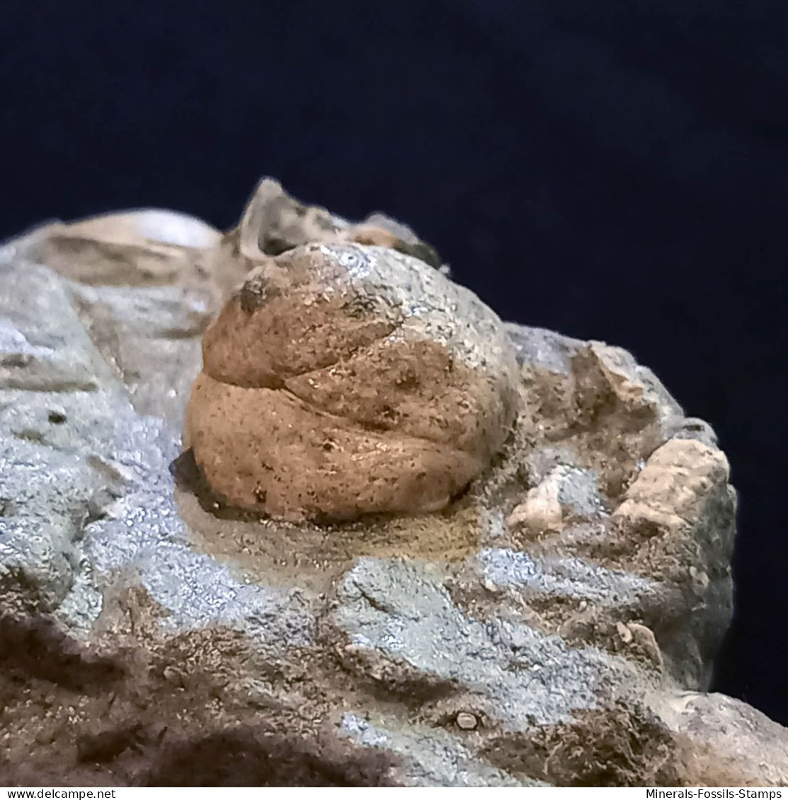 #SM45 GIBBULA, TEGULA Fossile, Pliocène (Italie) - Fósiles