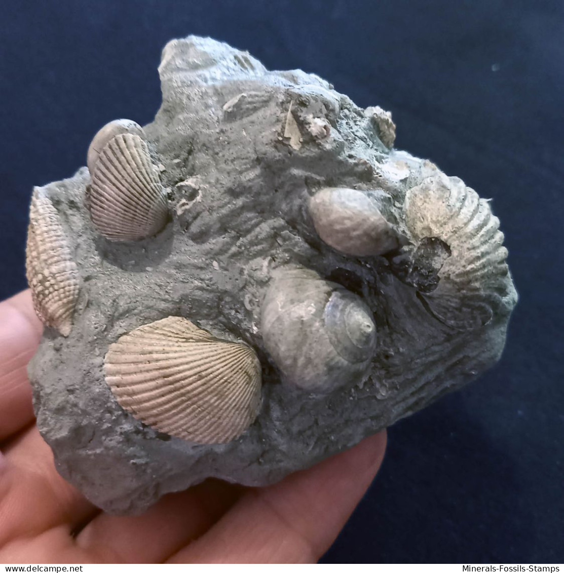 #SM46 GIBBULA, CERITHIUM, TEGULA, ANADARA Fossile, Pliocène (Italie) - Fossilien