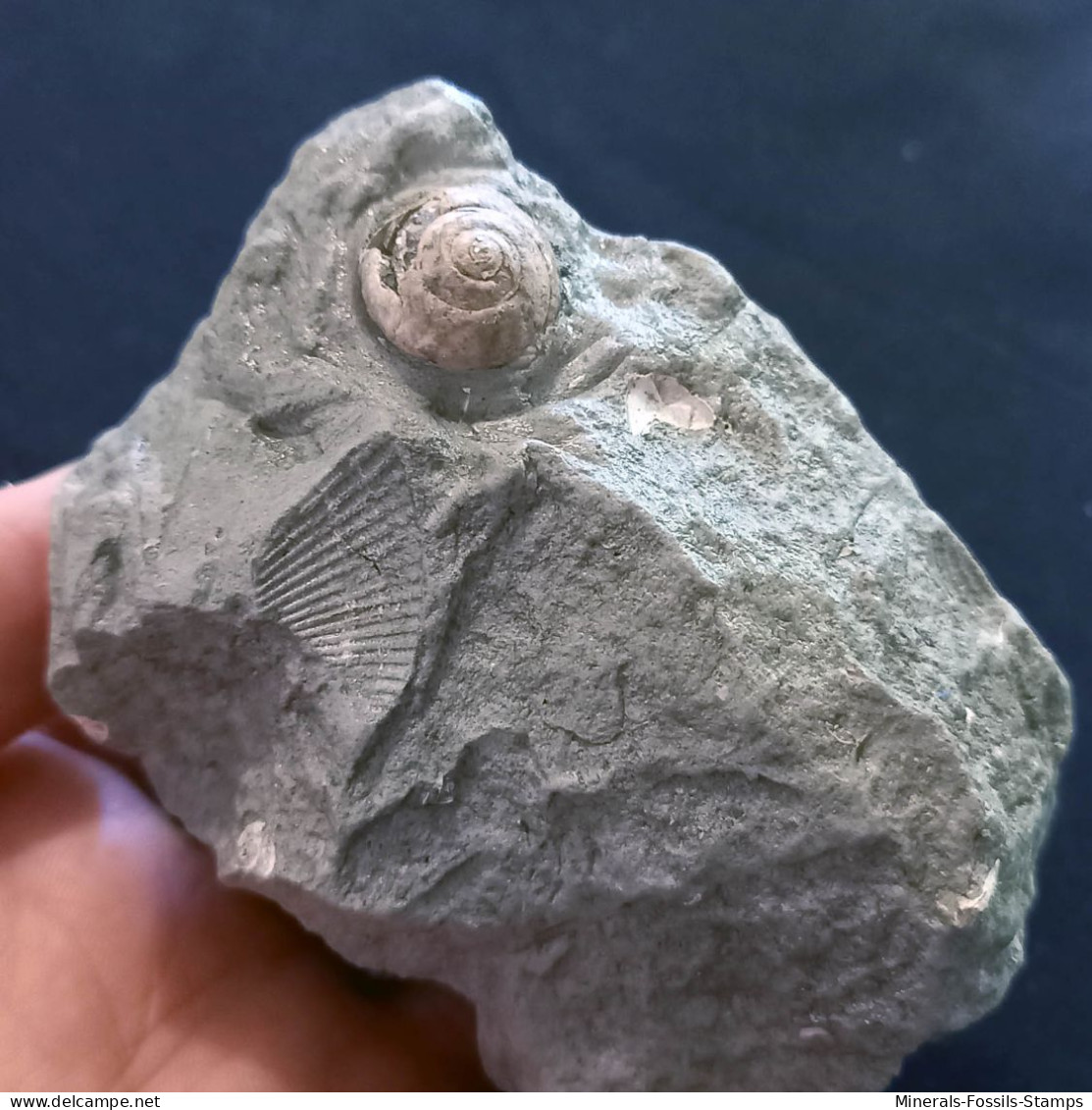 #SM46 GIBBULA, CERITHIUM, TEGULA, ANADARA Fossile, Pliocène (Italie)