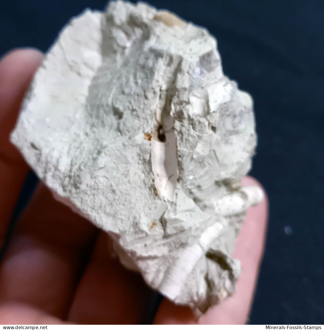 #TER01 - TENAGODUS ABTUSUS, OSTREA, Fossile, Pliocène (Italie) - Fossilien