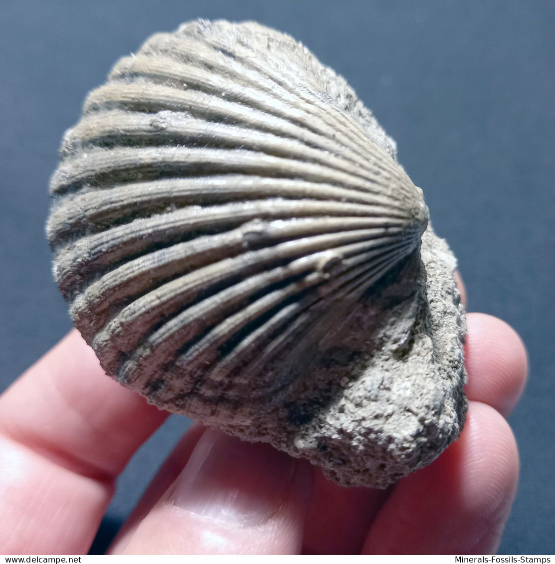 #TO05 - AEQUIPECTEN DELTUS Var. INORNATA, Fossile, Miozän (Italien) - Fossils