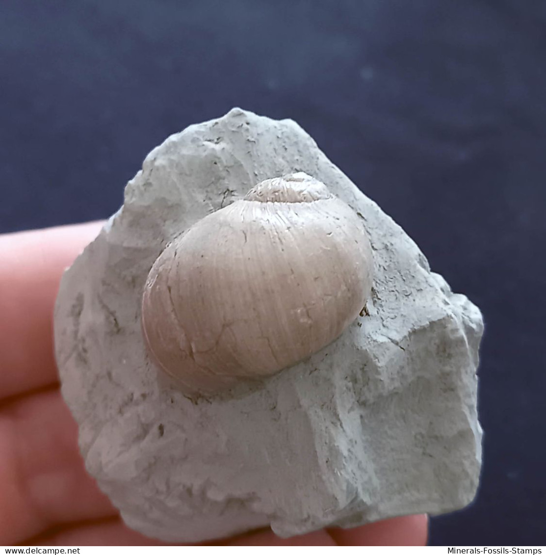 #UKR02 - PAYRAUDEAUTIA VAROVTSIANA, Fossile, Miozän (Ukraine) - Fossilien