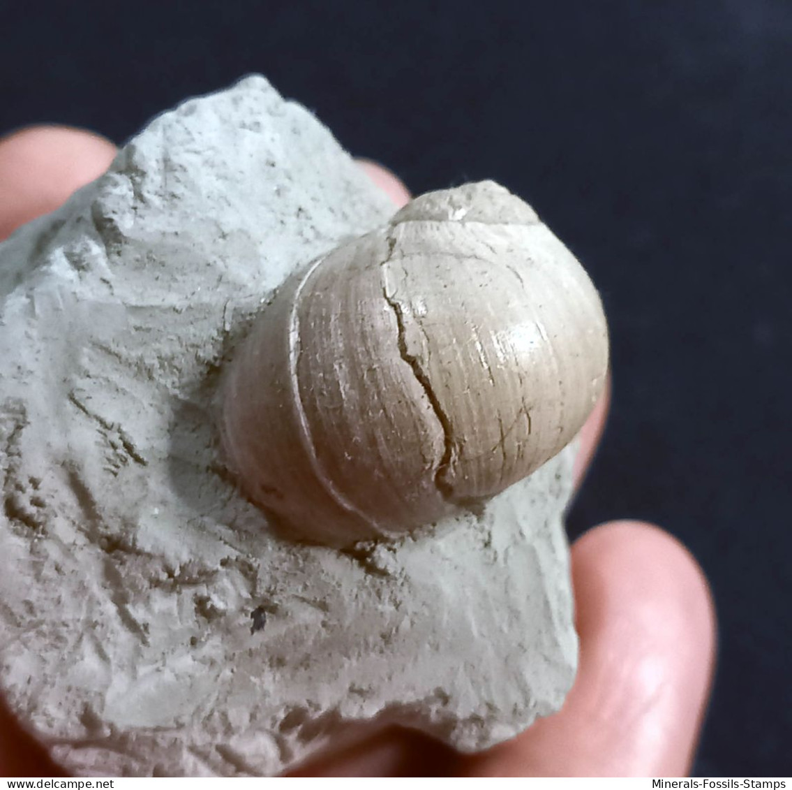 #UKR02 - PAYRAUDEAUTIA VAROVTSIANA, Fossile, Miozän (Ukraine) - Fossils