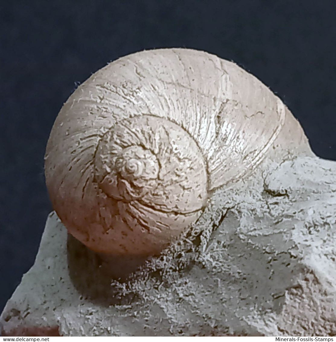 #UKR02 - PAYRAUDEAUTIA VAROVTSIANA, Fossile, Miozän (Ukraine) - Fossilien