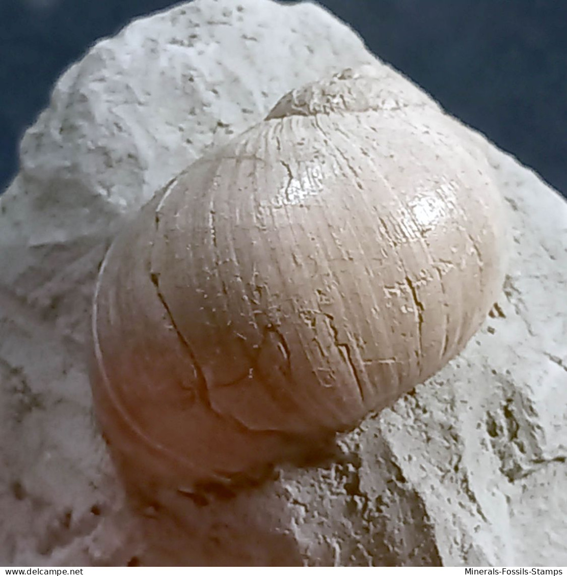 #UKR02 - PAYRAUDEAUTIA VAROVTSIANA, Fossile, Miozän (Ukraine)