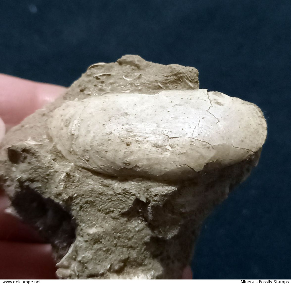 #VAND02 - AZORINUS CHAMASOLEN Fossil, Pliozän (Italien) - Fossiles