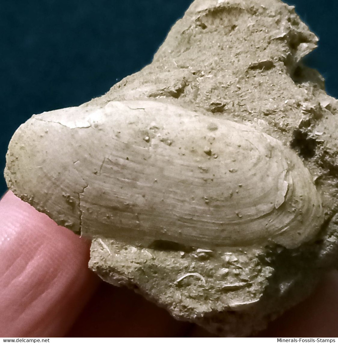 #VAND02 - AZORINUS CHAMASOLEN Fossil, Pliozän (Italien) - Fossilien