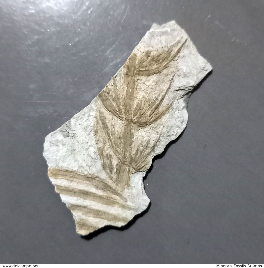 #IT01 - Seltener Fossiler Farn ANNULARIA SPICATA, Karbon (Italien) - Fossils