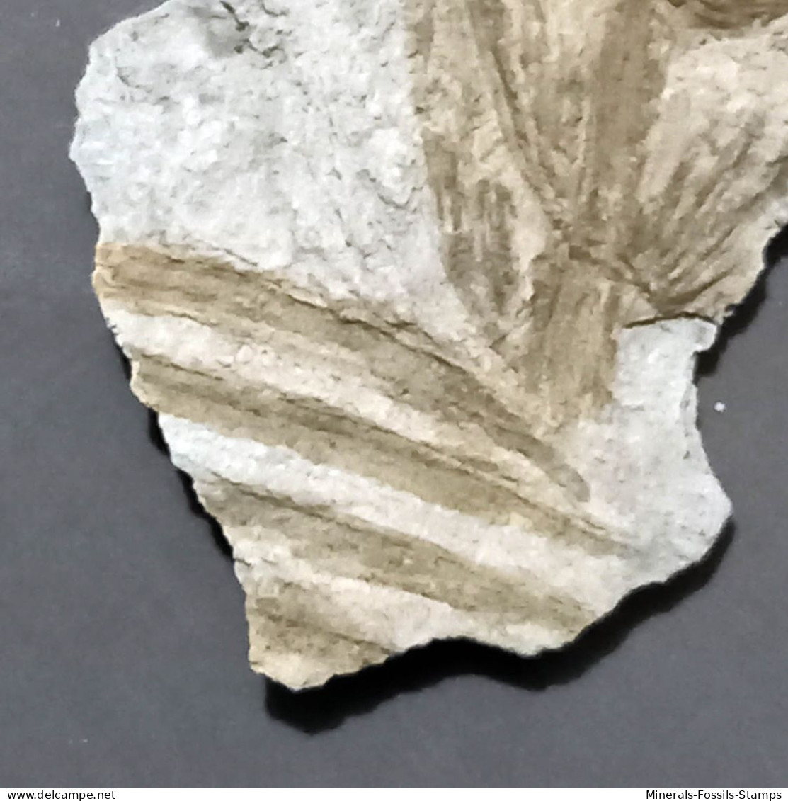 #IT01 - Seltener Fossiler Farn ANNULARIA SPICATA, Karbon (Italien) - Fósiles