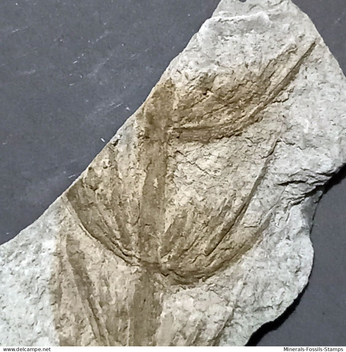 #IT01 - Seltener Fossiler Farn ANNULARIA SPICATA, Karbon (Italien) - Fósiles