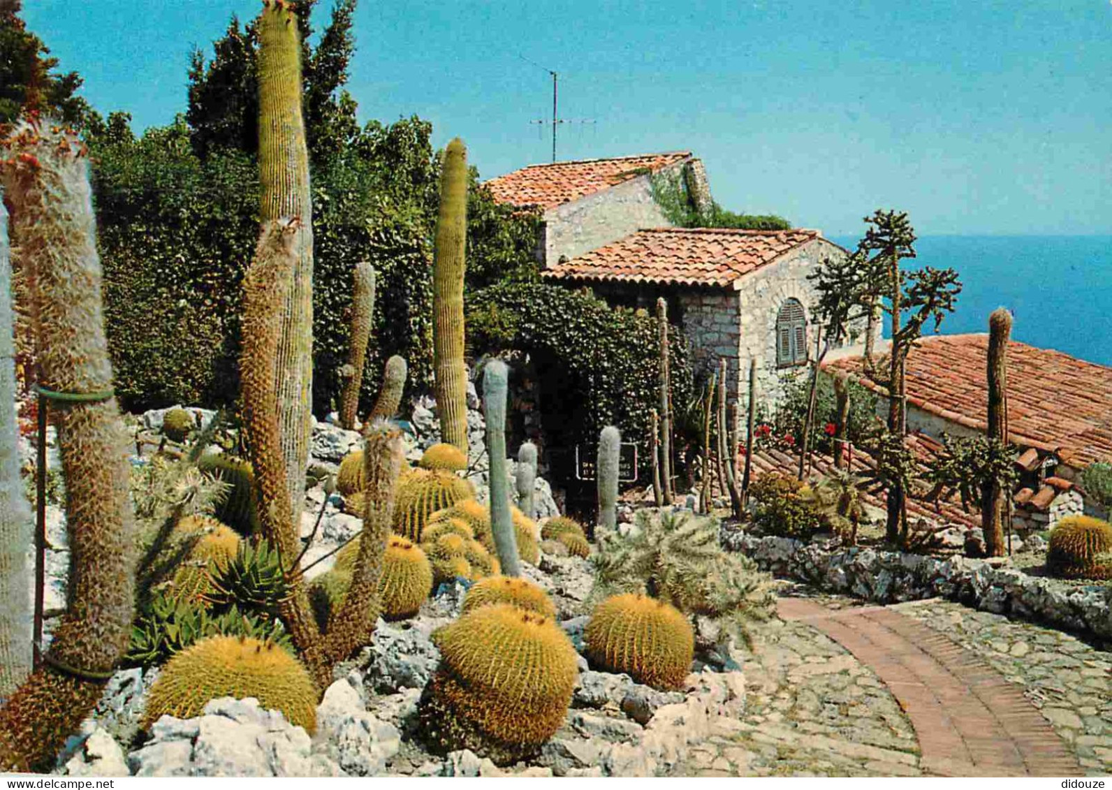 Fleurs - Plantes - Cactus - Eze Village - Le Jardin Exotique - CPM - Voir Scans Recto-Verso - Cactusses