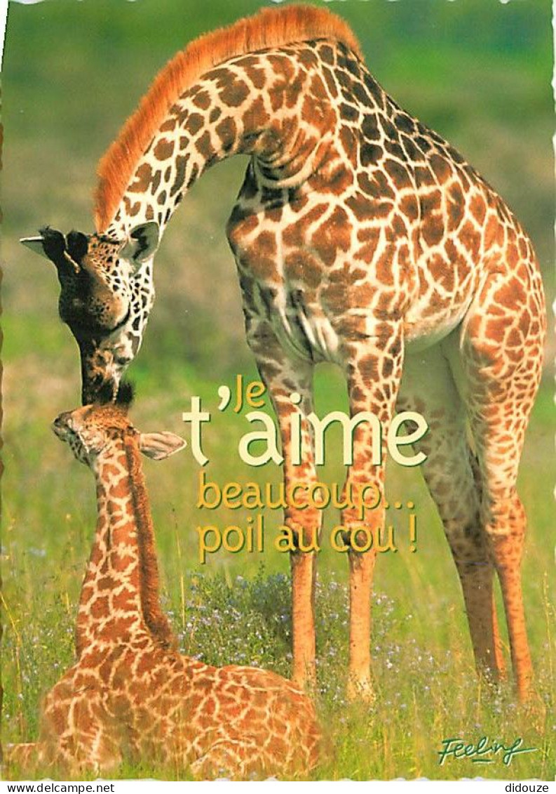 Animaux - Girafes - Carte Humoristique - Carte Neuve - CPM - Voir Scans Recto-Verso - Girafes