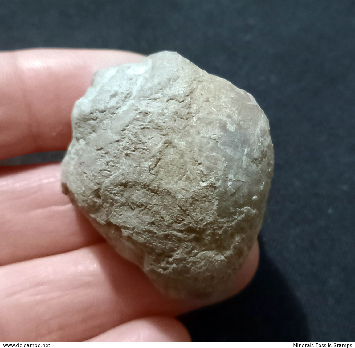 #IT04 - AMPULLINA Sp., Fossil, Oligozän (Italien) - Fossiles