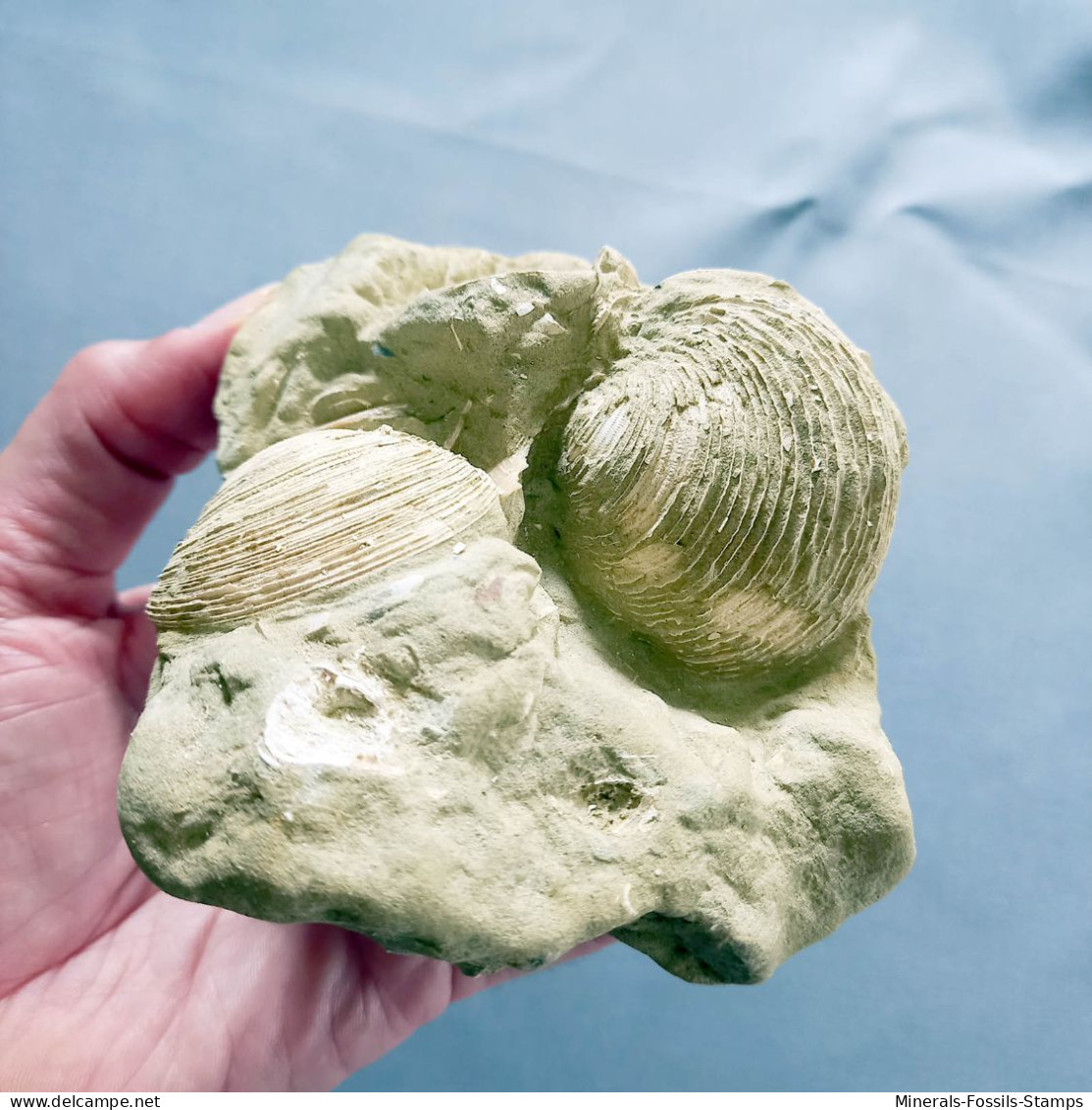 #TOS01 - VENUS MULTILAMELLA Fossil, Pliozän (Toskana, Italien) - Fósiles