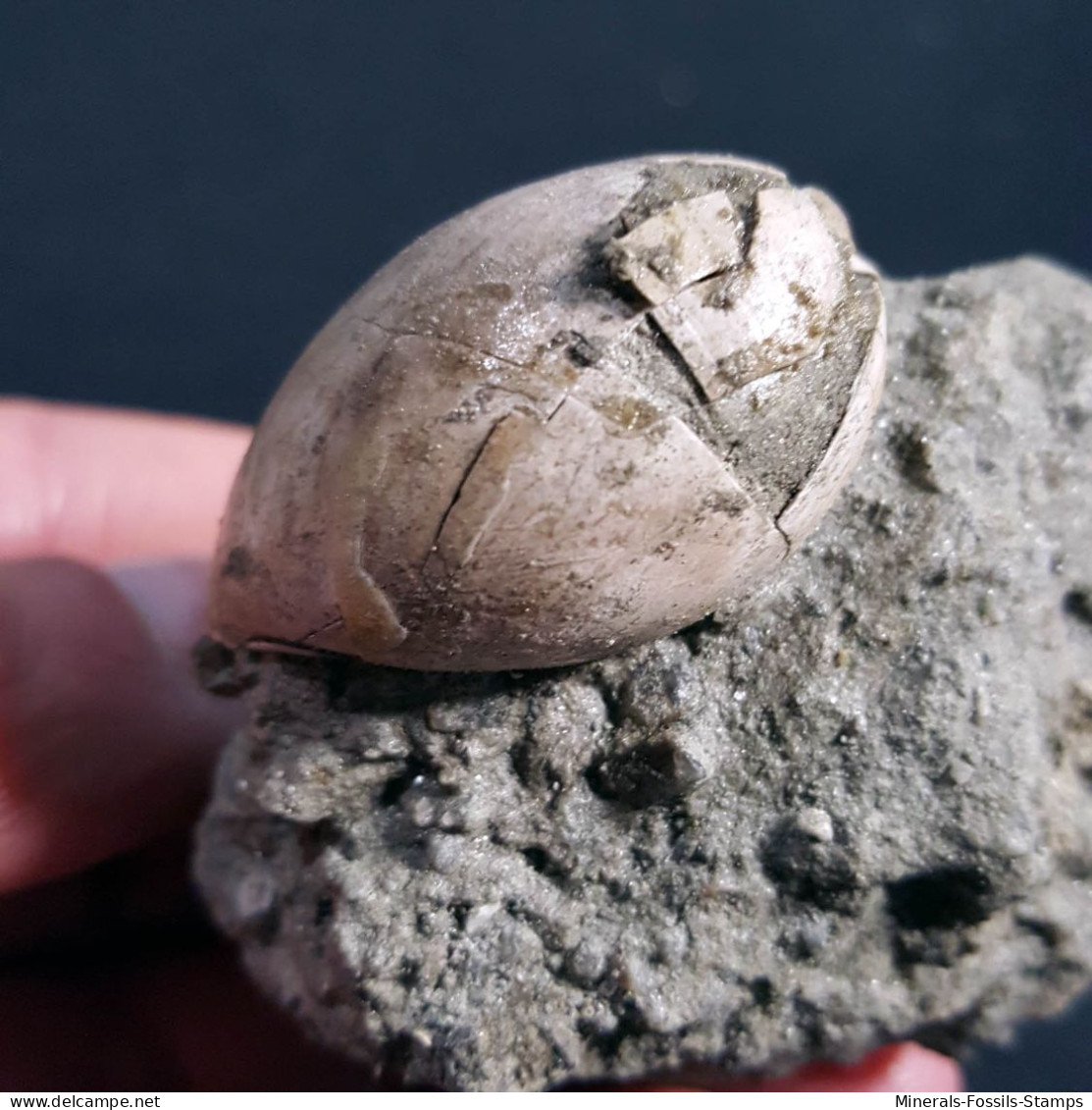 #VEN02 - Selten PERSICULA Sp. Fossilen, Pliozän (Venezuela) - Fossils