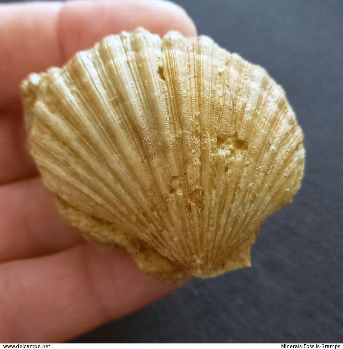 #ROM01 - AEQUIPECTEN MACROTIS, Fossile, Miozän (Rumänien) - Fósiles