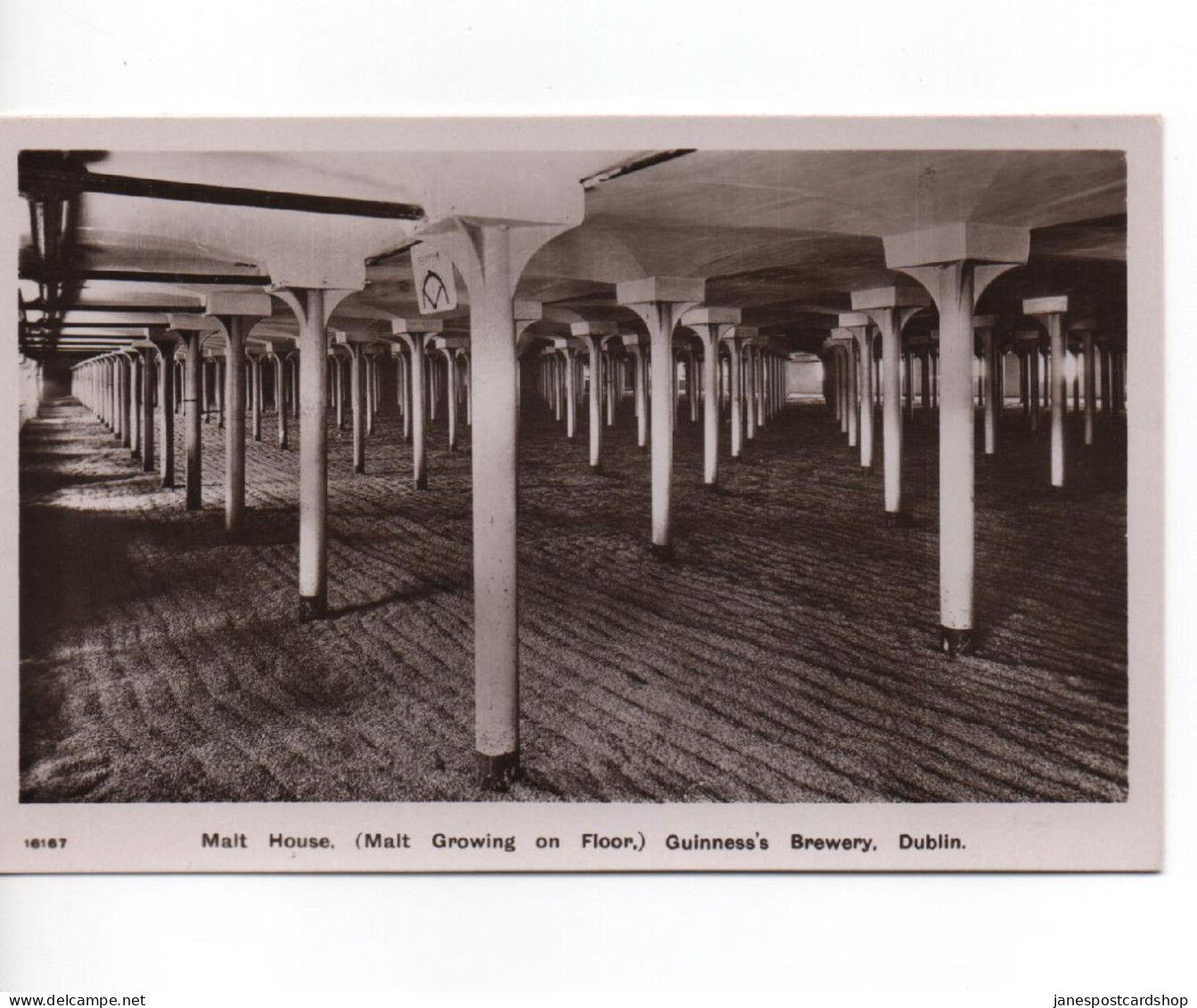 REAL PHOTOGRAPHIC POSTCARD - MALT HOUSE (MALT GROWING ON FLOOR)  GUINNESS'S BREWERY - DUBLIN - Dublin