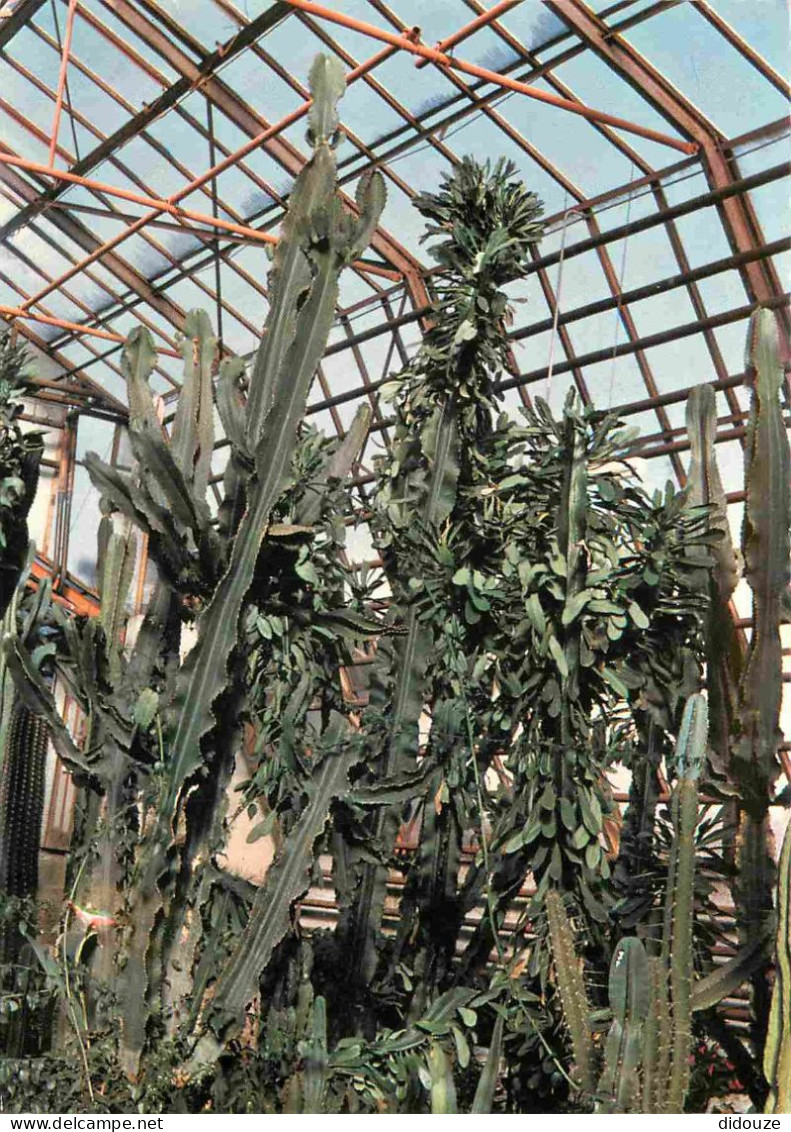 Fleurs - Plantes - Cactus - Xonrupt - La Moinaudière - Les Euphorbes Géantes - Carte Dentelée - CPSM Grand Format - Voir - Cactusses