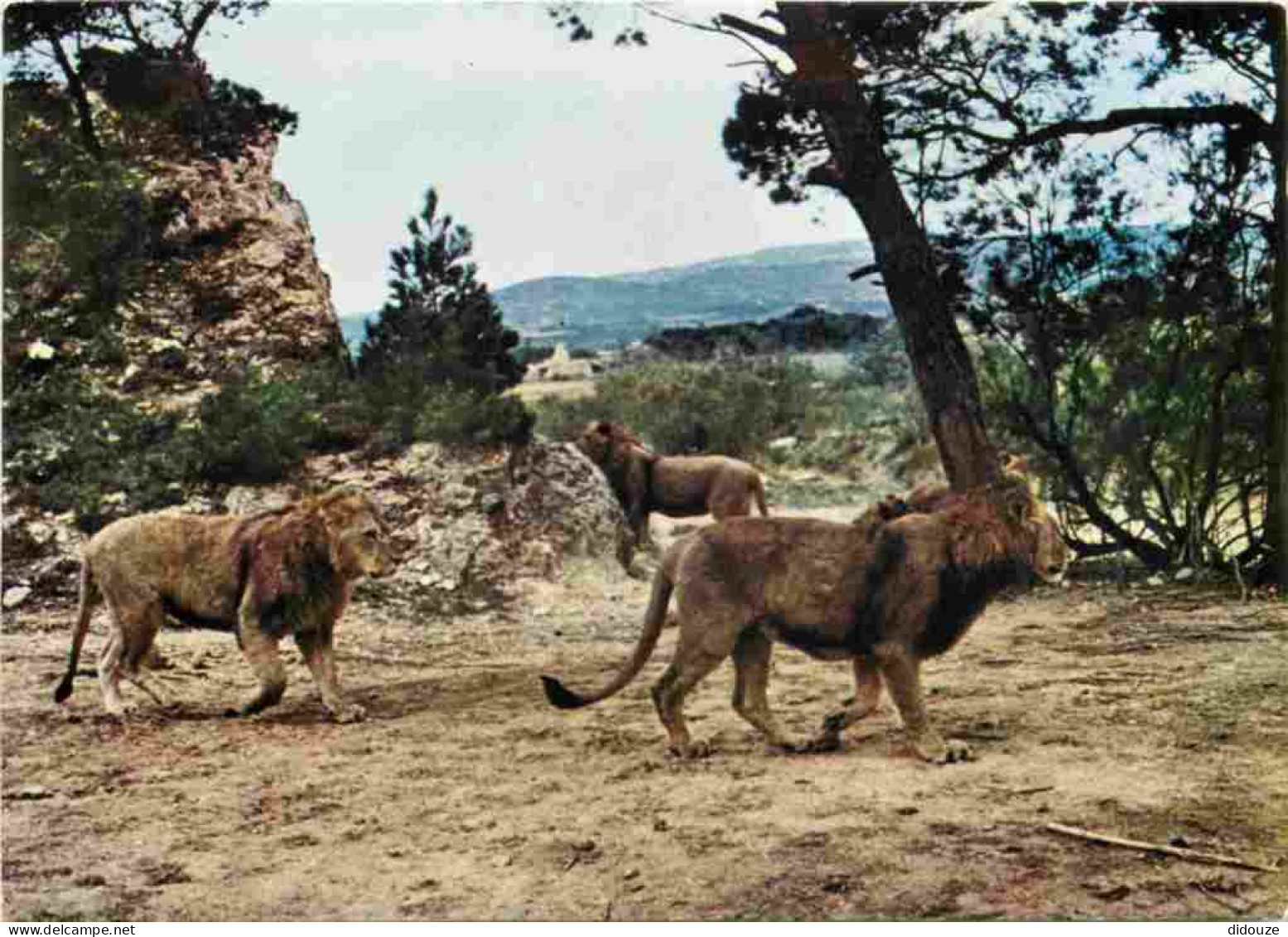 Animaux - Fauves - Lion - Réserve Africaine De Sigean - Zoo - CPM - Voir Scans Recto-Verso - Lions