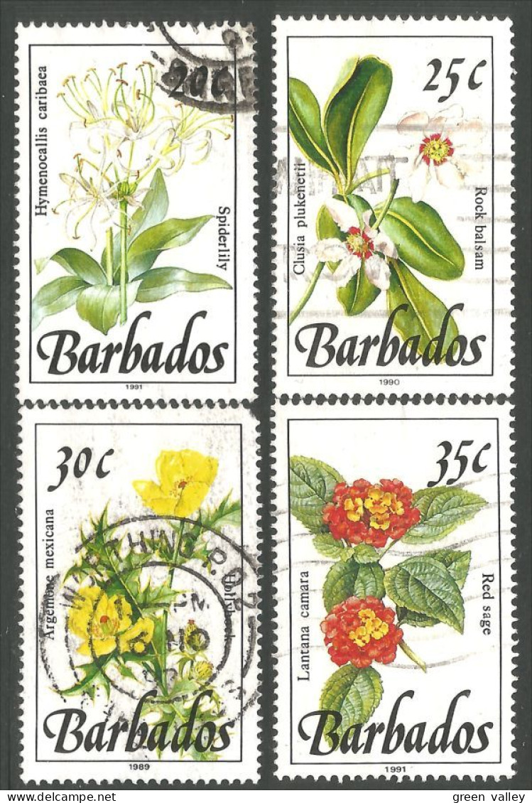 176 Barbados Flowers Fleurs Spider Lily Lis (BBA-162) - Barbados (1966-...)